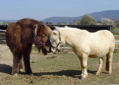 Heilpädagogisches Reiten - Die Ponys